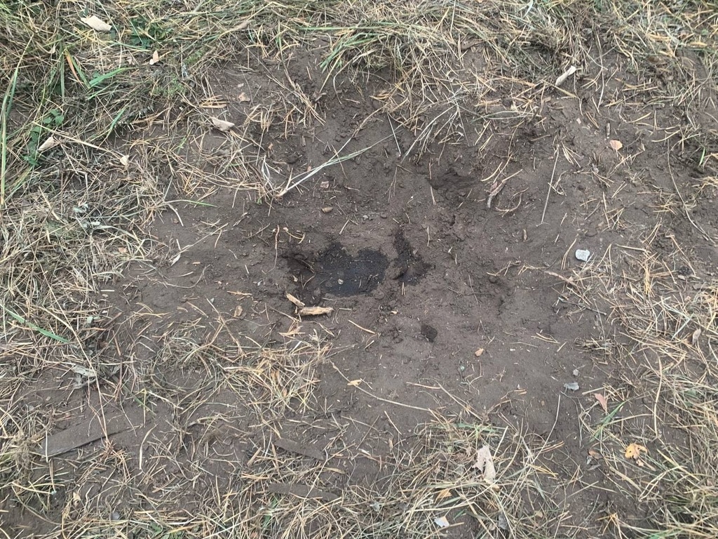    Если в земле ямка, рядом «ристалище»: В Бузулукском бору начался сезон лосиных свадеб