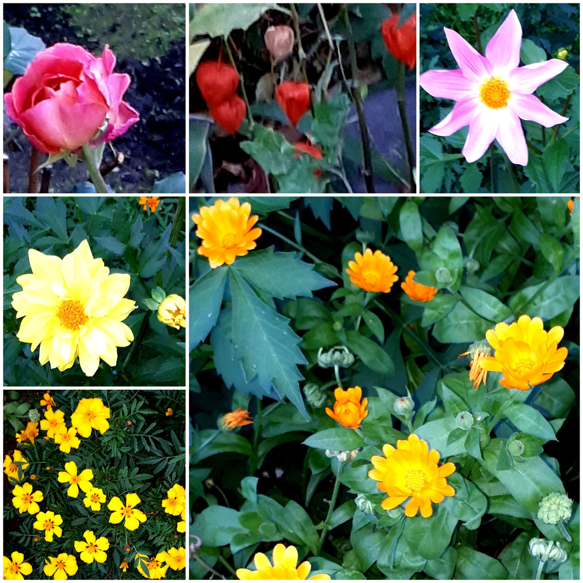 Коллаж автора 26.09.2025г.