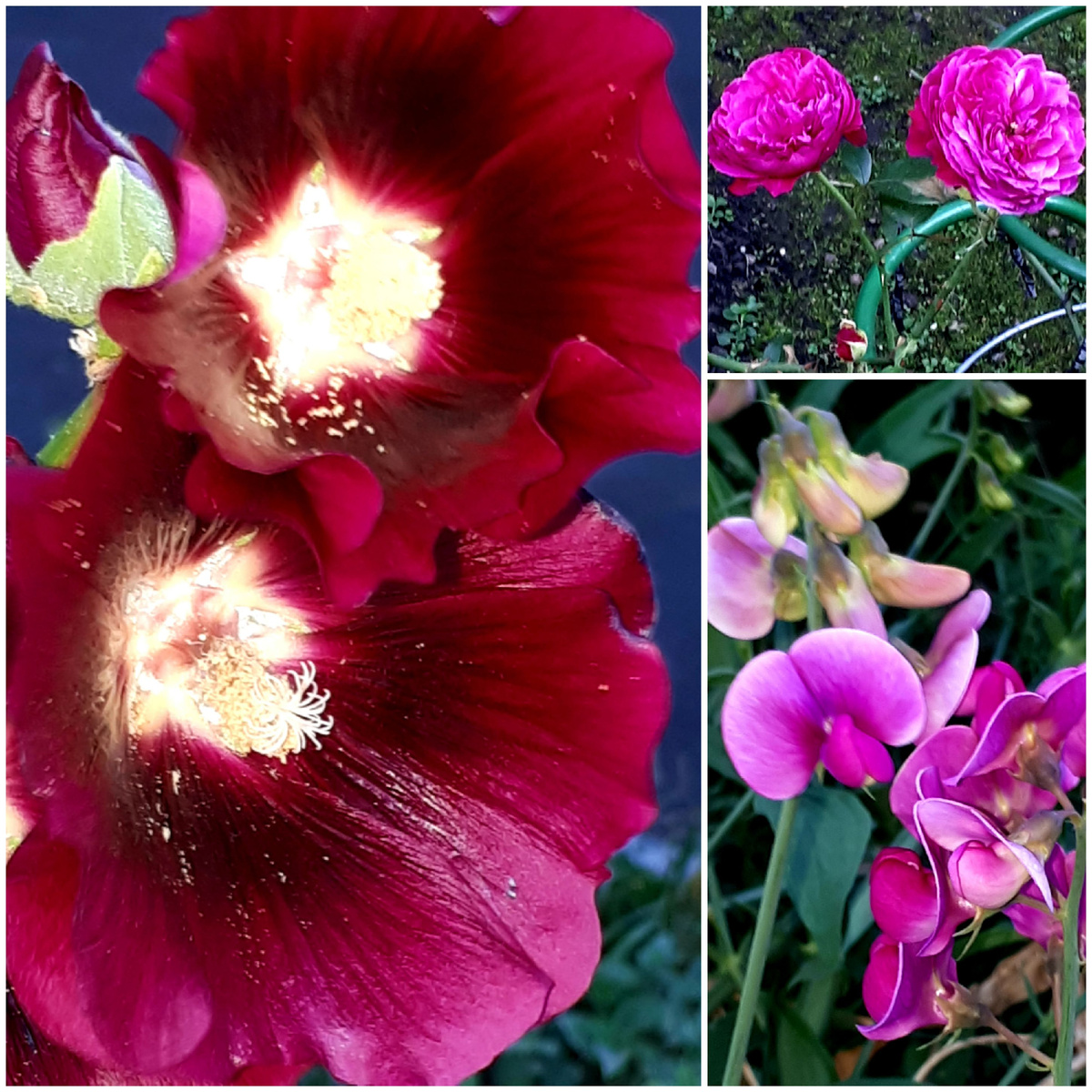 Коллаж автора 26.09.2025г.