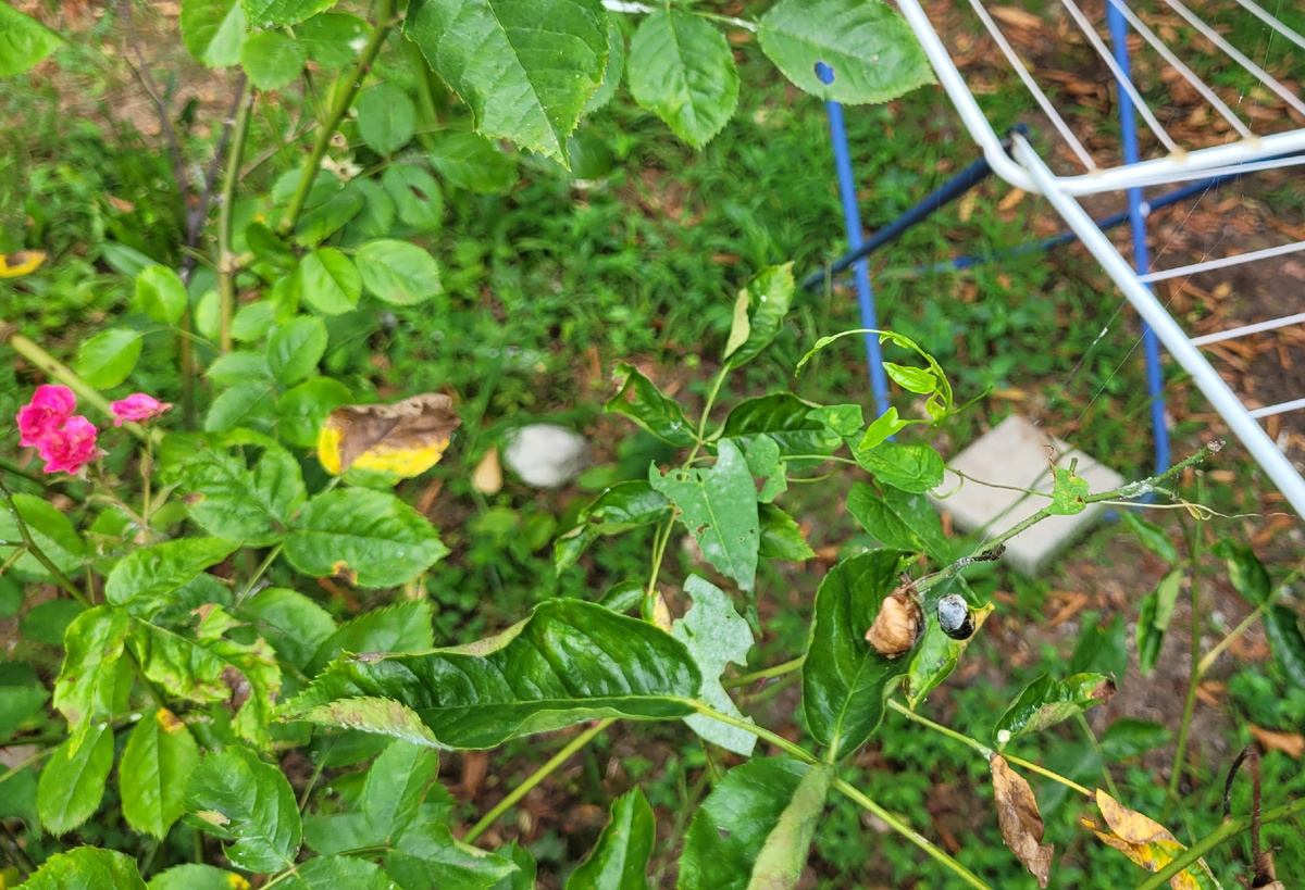 Найдете здесь Рамону?