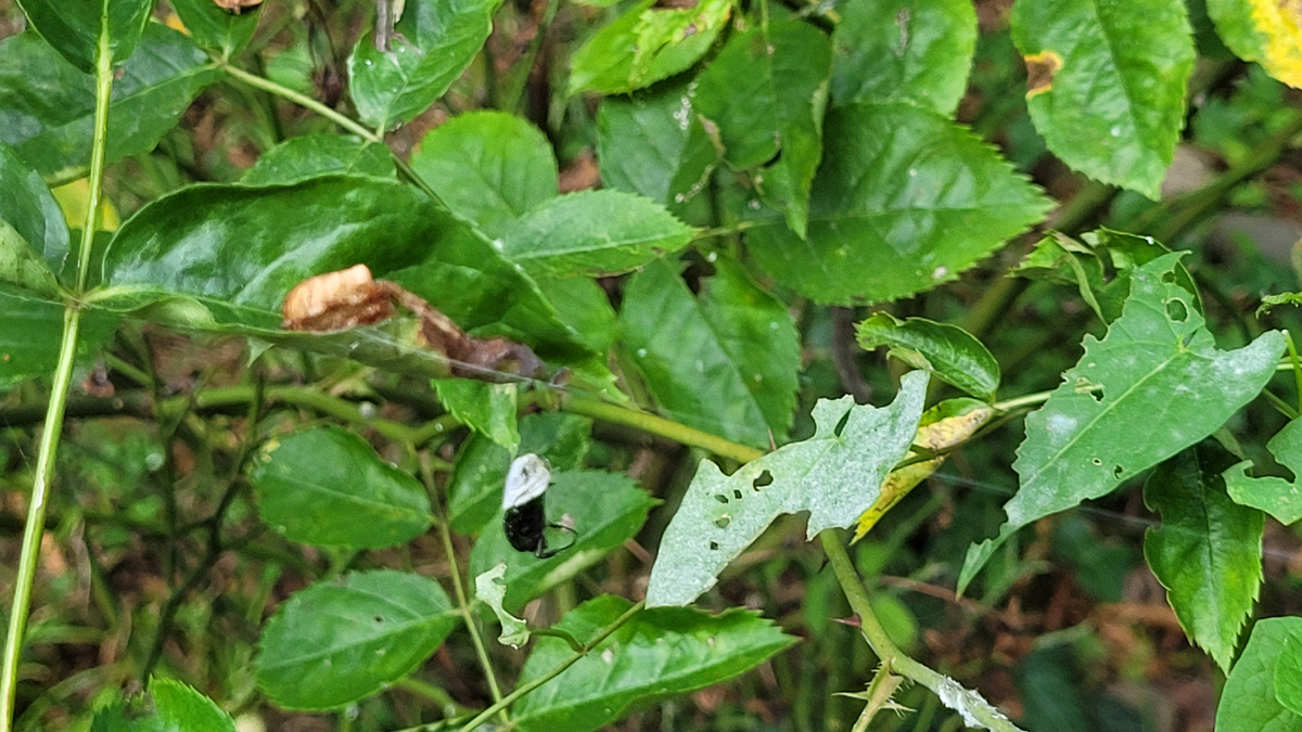 Рамона прикинулась сухим листиком