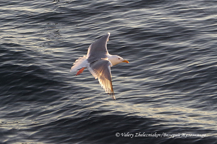 © Valery Zhelezniakov/Валерий Железняков, из серии «Байкал». "Чайка"