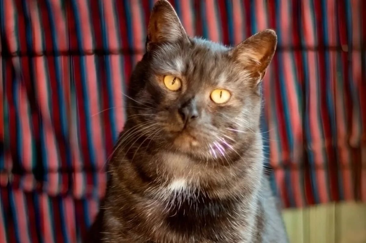    В Твери волонтеры ищут дом Шаману