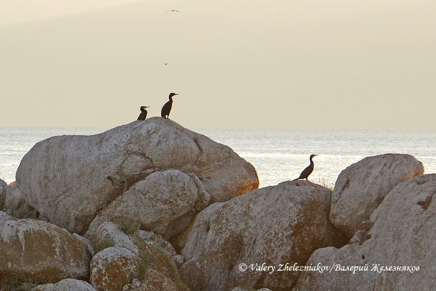 © Valery Zhelezniakov/Валерий Железняков, из серии «Байкал». "На камнях..."