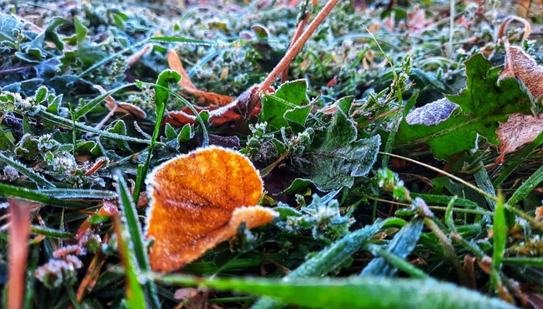 Моё фото, на той неделе утром фотографировала 