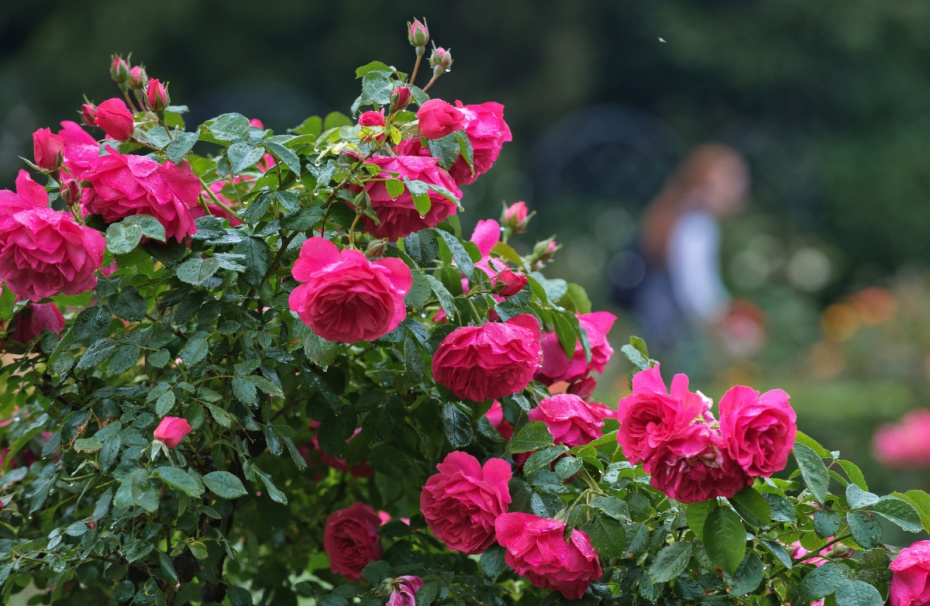    Сергей Мальгавко /РИА Новости