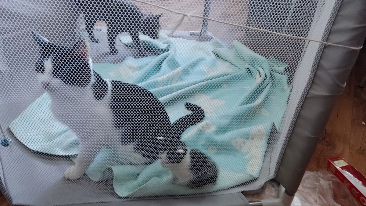 Папа ксерокс и мама на заднем плане