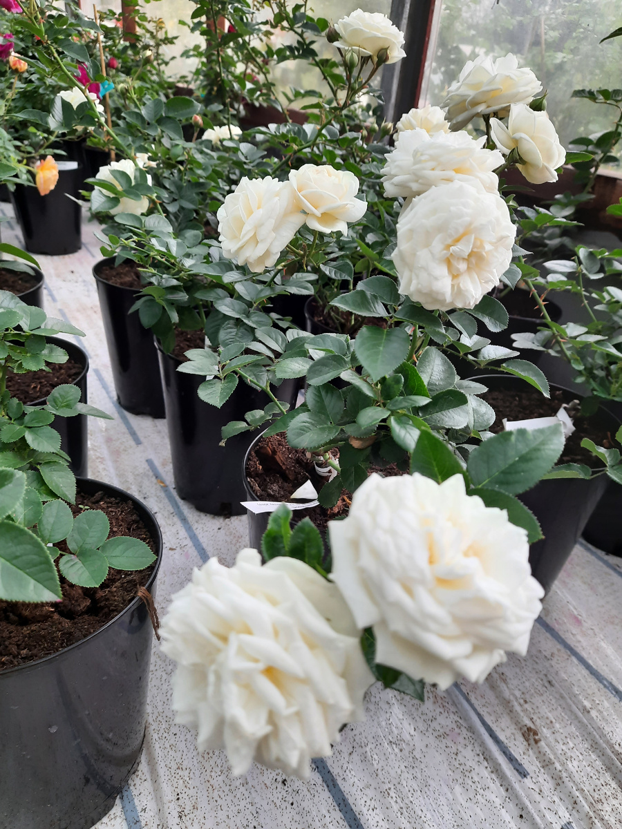 Шраб 'Артемис'. Все фотографии в статье мои