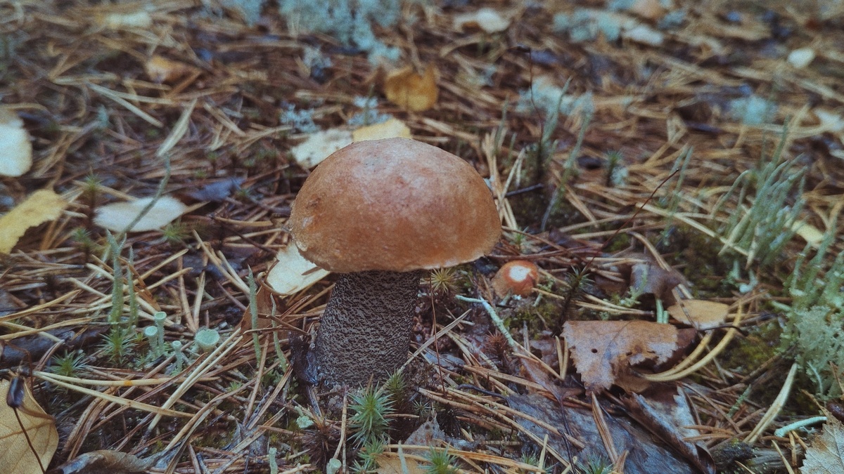 Красавцы под листвой