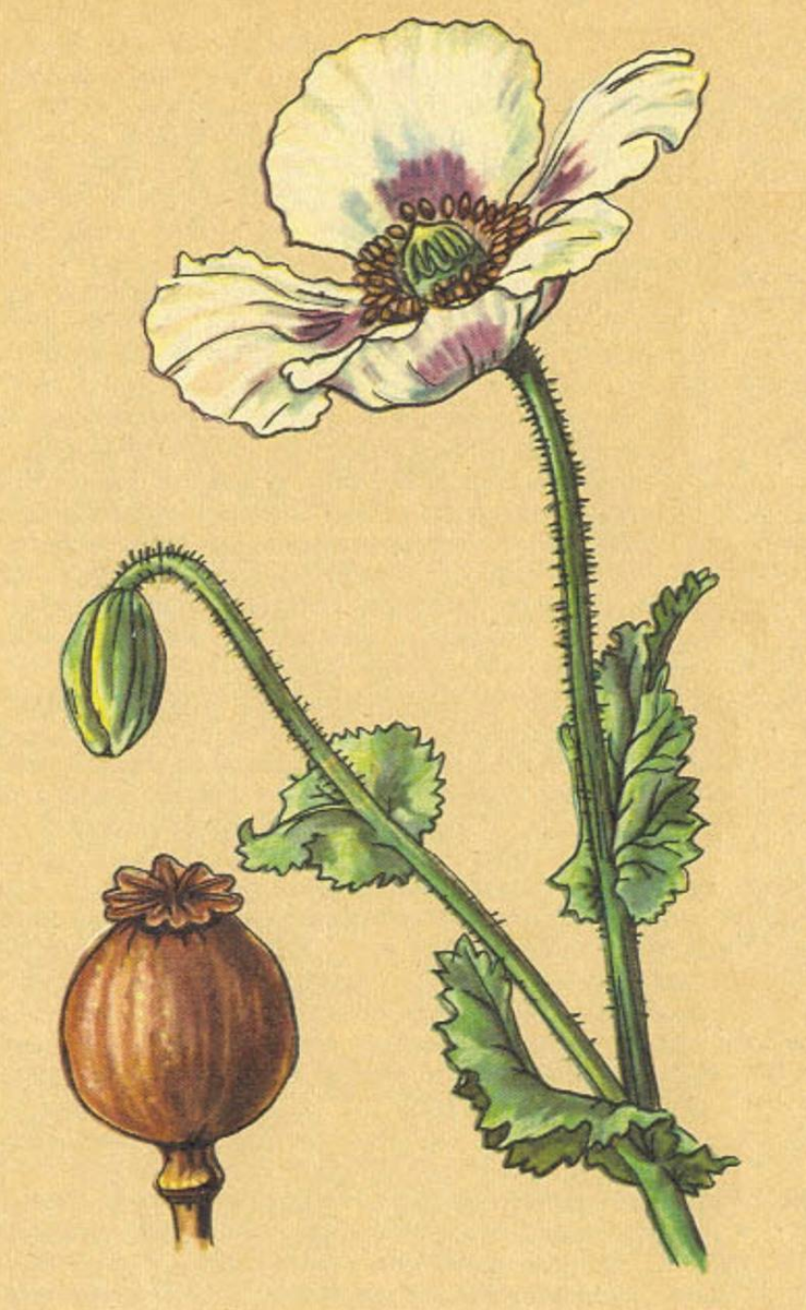 мак снотворный