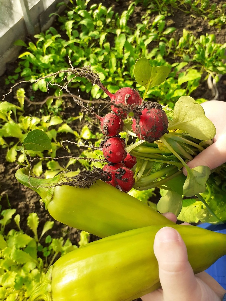 Фото прошлого года. На дворе декабрь, а у меня в теплице свежий редис, зелёный лук, ароматная зелень и не убранный с лета болгарский перец. 