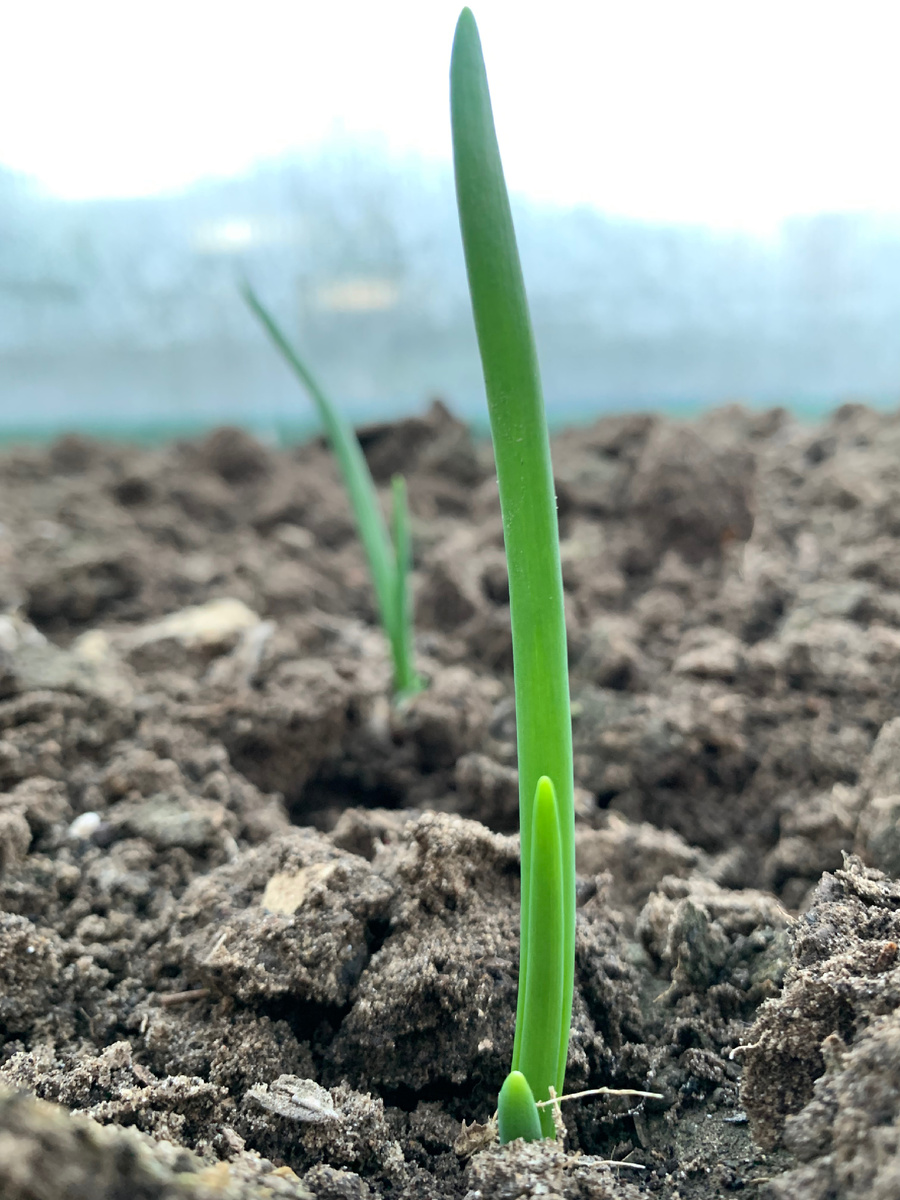 Лук на зелень посадила в прошлые выходные. Спустя неделю, уже к этим выходным лук выпустил молодые зелёные пёрышки. 