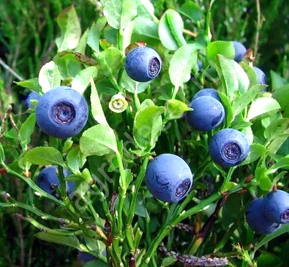 Черника и её невероятные свойства