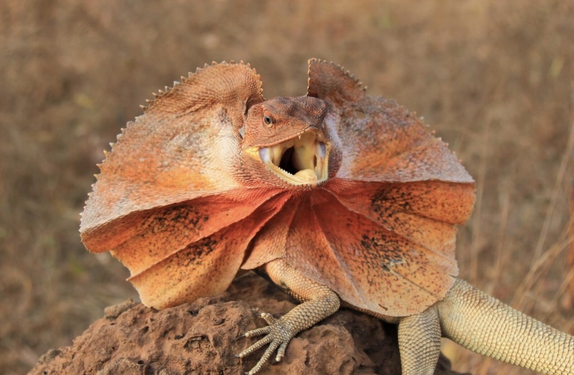 Chlamydosaurus kingii