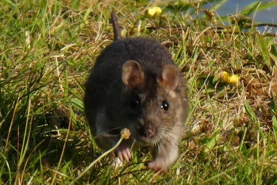    В западных странах начался «Крысогеддон»