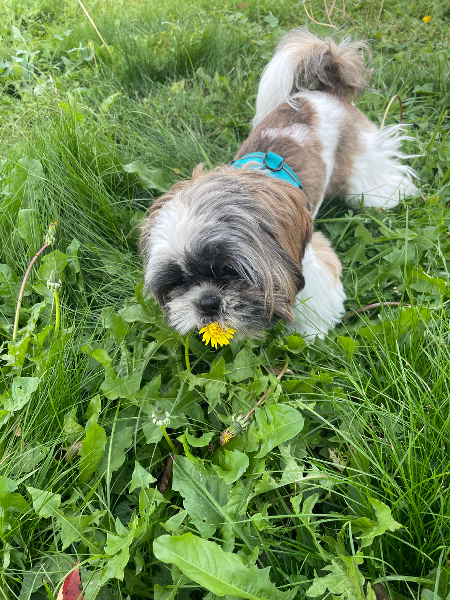 Последний из одуванчиков