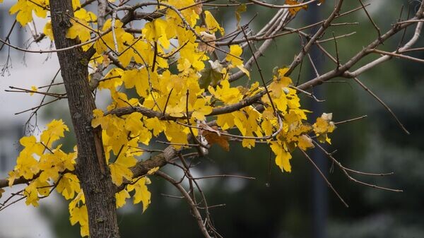    © РИА Новости Крым . Дмитрий Макеев