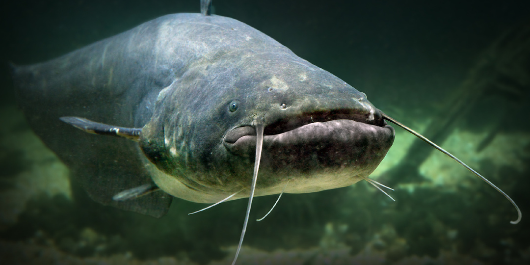 Топ-5 самых крупных рыб России: где обитают и что едят