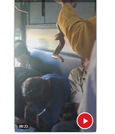 На видео паренек скрывается от змеи при ее виде