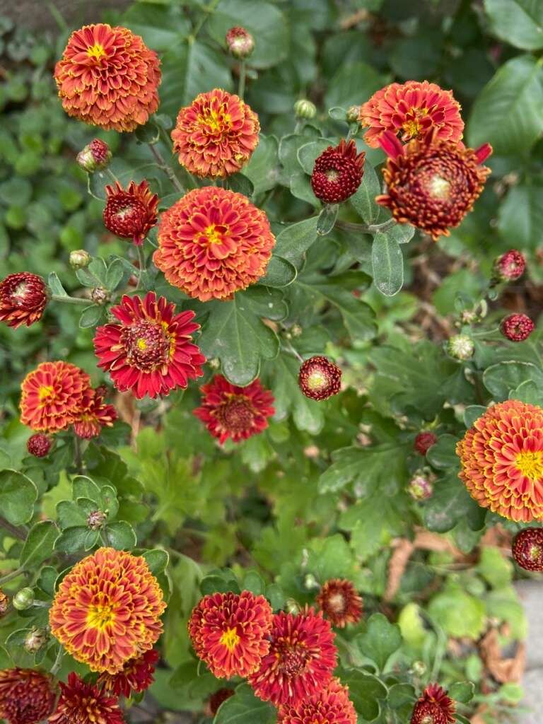    Фото Елены Меркуловой Валерия Стальная