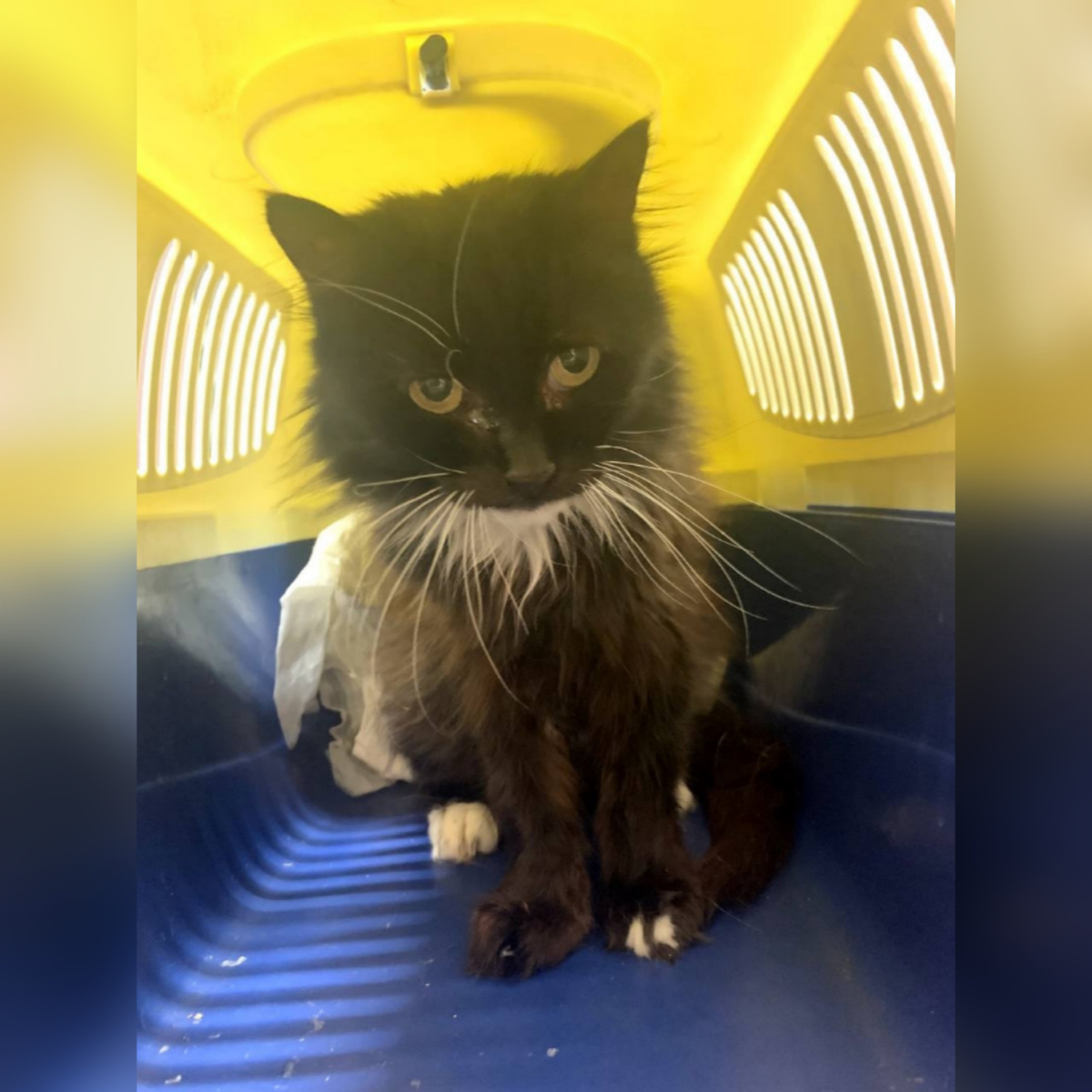 Тишана приехала из зоны СВО.