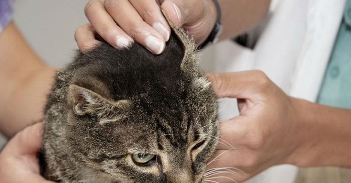 Ушной клещ у кошек (отодектоз) — одно из самых частых паразитарных заболеваний.