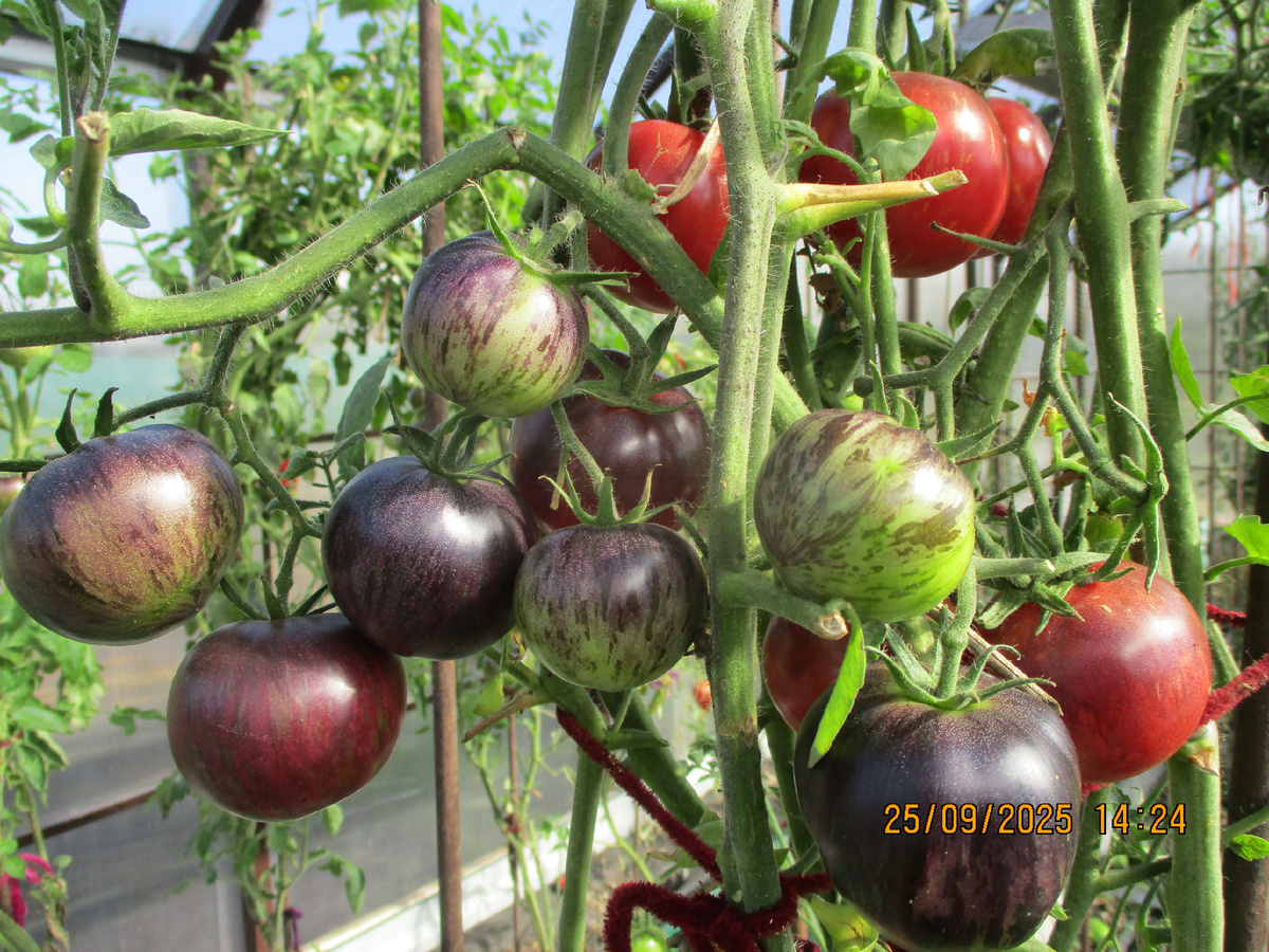 Томат Клубничный водопад полосатый. №467 в Каталоге. Автор сорта София Саакова. 