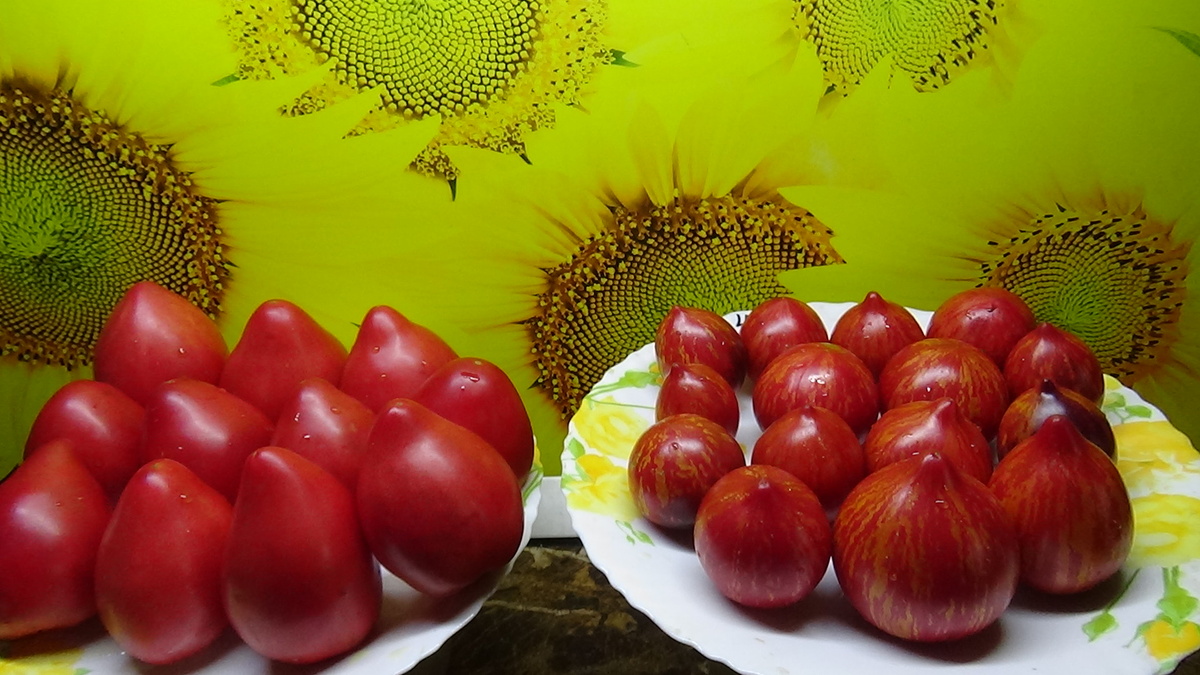 Томат Клубничный водопад полосатый. №467 в Каталоге. Автор сорта София Саакова. 