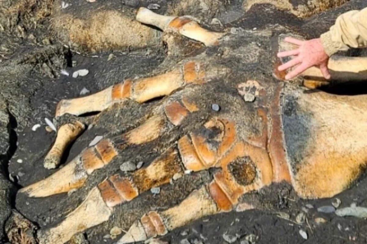    Океанолог Таврический рассказал о морском монстре, найденном на Курилах