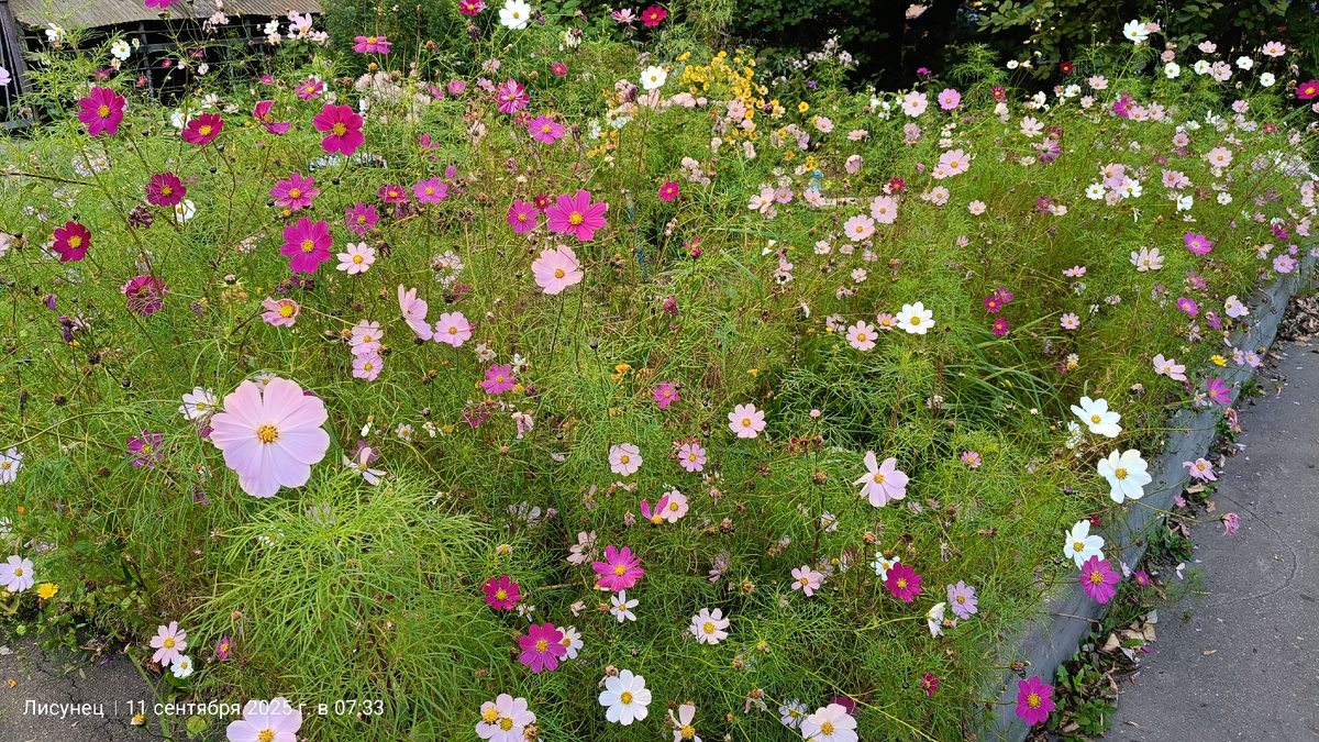Фото авТора. Раньше их сажали много на территории сада.