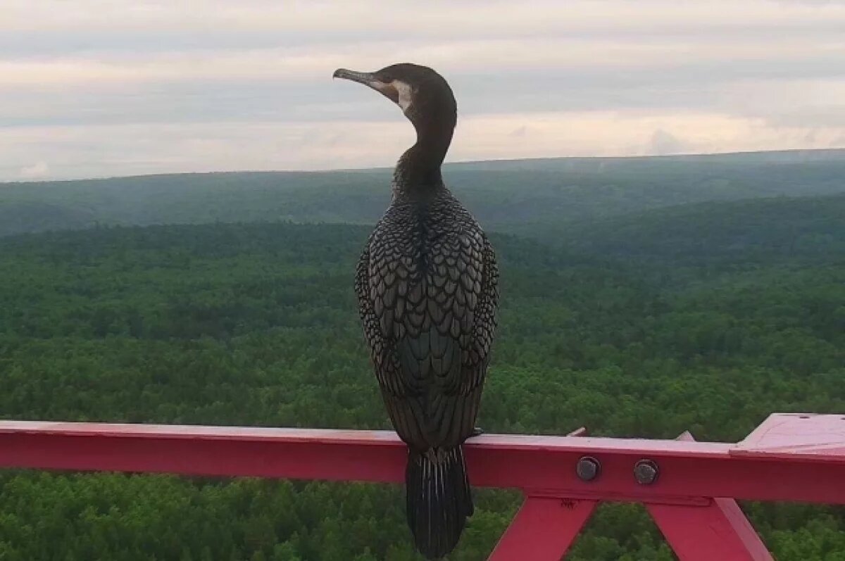    Биолог Емельянов усомнился, что охота решит проблему с нашествием бакланов