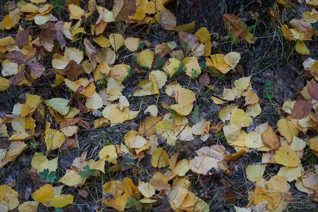    Фото: Лидия Аникина © ИА "Уральский меридиан"