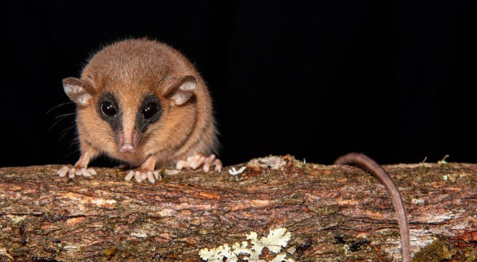    Фото: Педро Пелозо