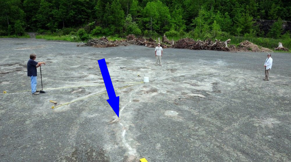    Древний лес Каиро: раскрытие старейших 385-миллионных деревьев в Северной Америке