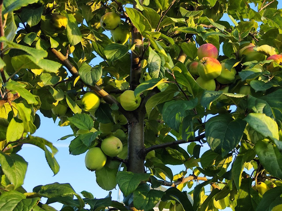    Надеваю капронки на яблоню – и спасаю будущий урожай: осенью – первым делом