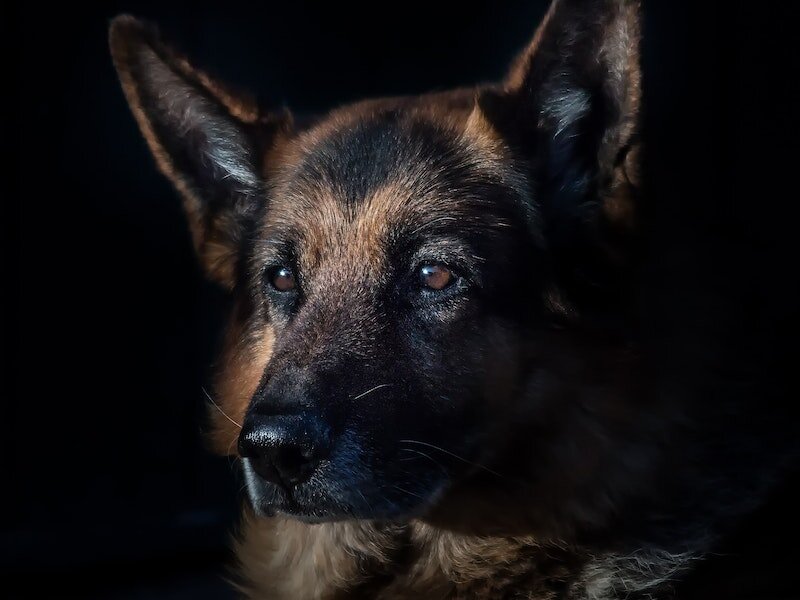     Фото: pexels.com