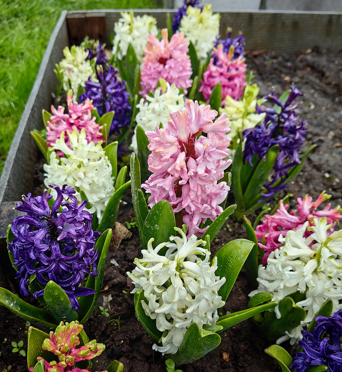 Гиацинты, фото от мая 2025 года