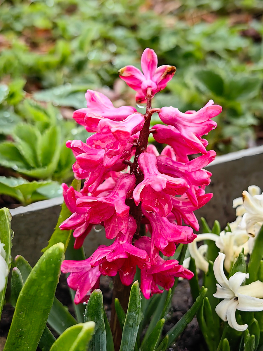 Ярко-розовый гиацинт "Ян Босс" 