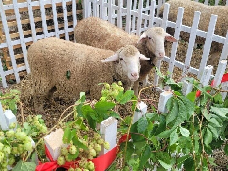     Здесь и далее: телеграм-канал Веры Кондратьевой