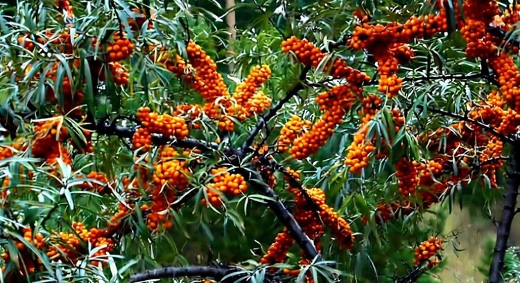    Фото: Медведева Анна, AgroXXI.ru