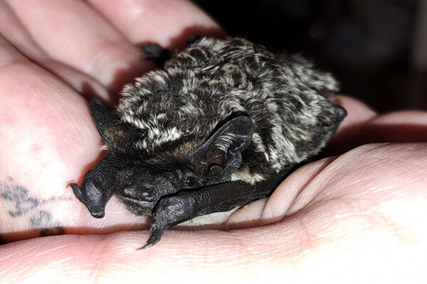 Центр спасения летучих мышей «Batspas»