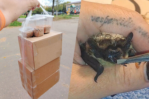   Закупка корма для летучих мышей / Центр спасения летучих мышей «Batspas»