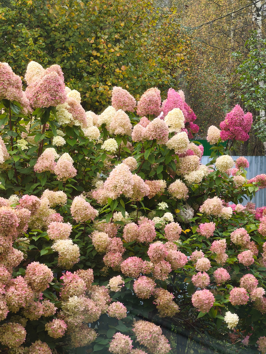 Красиво цветёт гортензия, обрезаю весной, когда вновь приеду на дачу, если будет всё хорошо. 