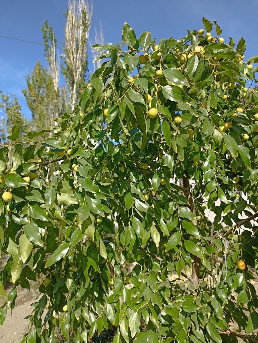 дерево зизифус с созревающими плодами  в Феодосии , личное фото автора