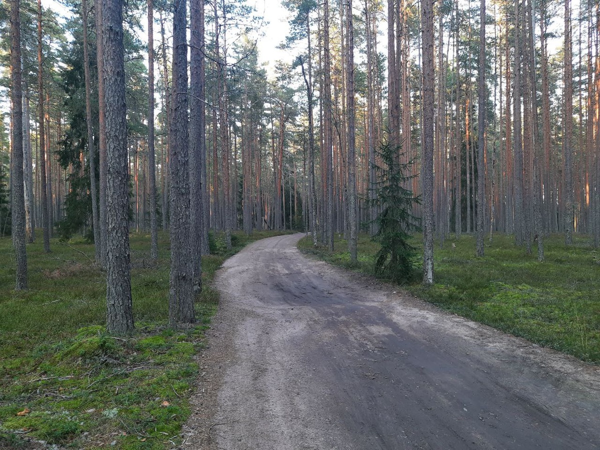 дорога к старинной даче