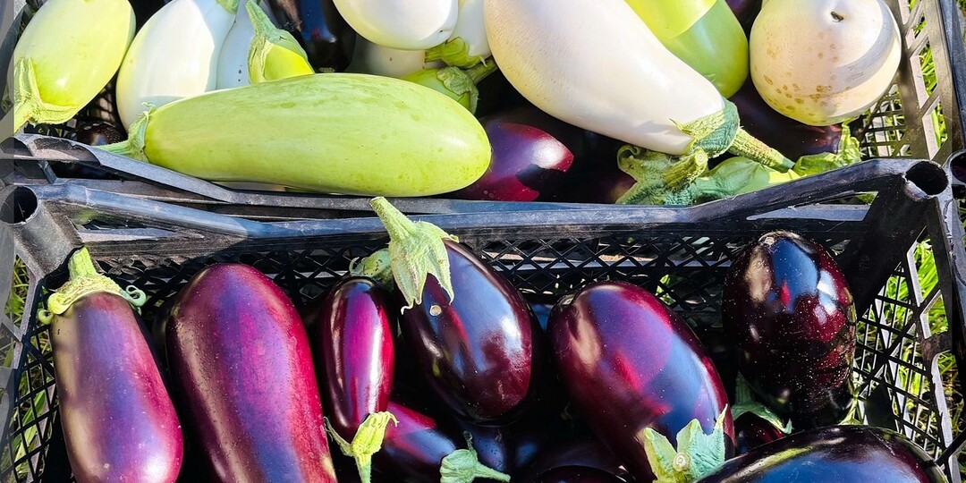 Баклажаны для капризного климата: самые урожайные сорта и гибриды баклажанов для огородников средней полосы