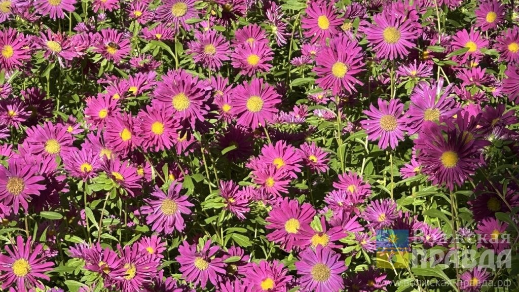     94-летний волжанин сажает во дворе клумбы, ухаживает за деревьями и работает за дворника
