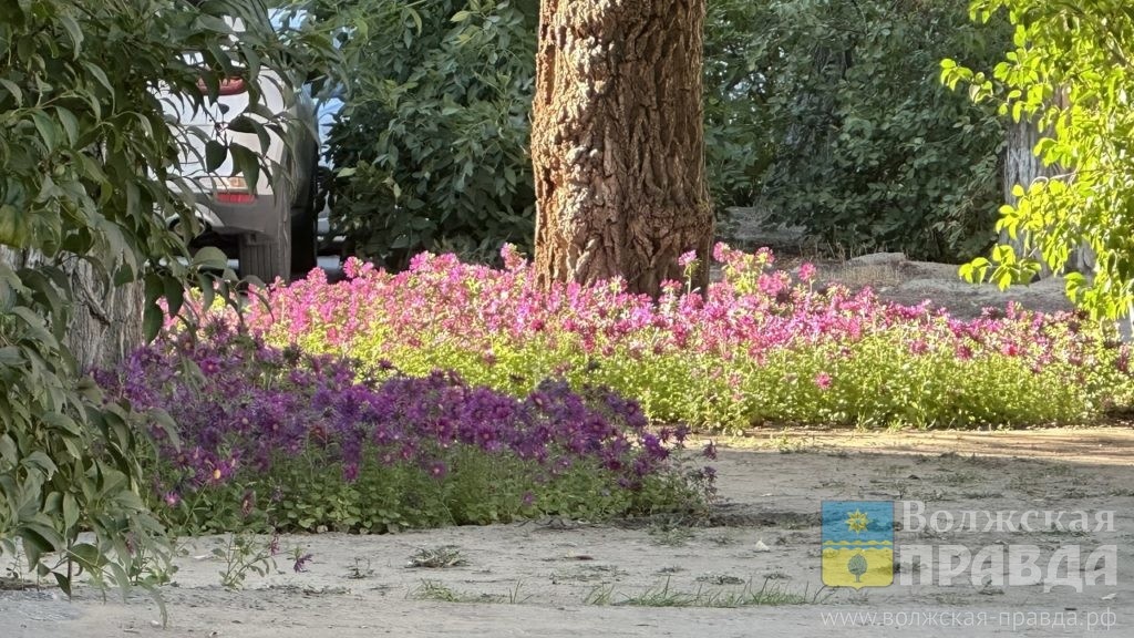     94-летний волжанин сажает во дворе клумбы, ухаживает за деревьями и работает за дворника
