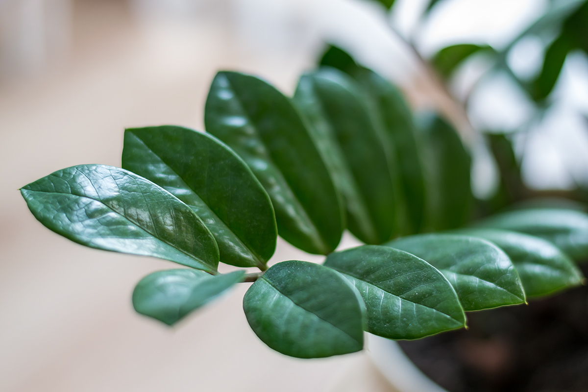 Замиокулькас