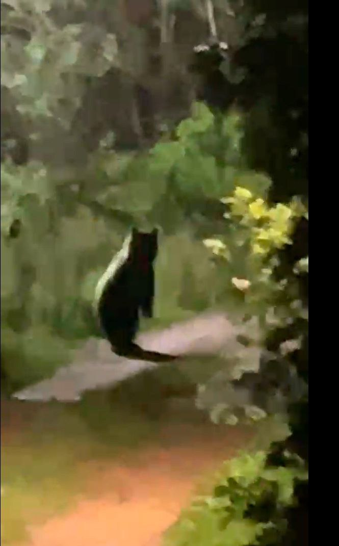 Фото: телеграм-канале «Каждой твари по паре»